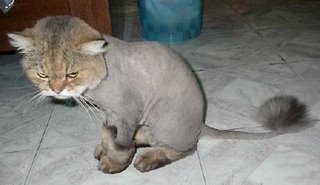 shavedpussy.jpg